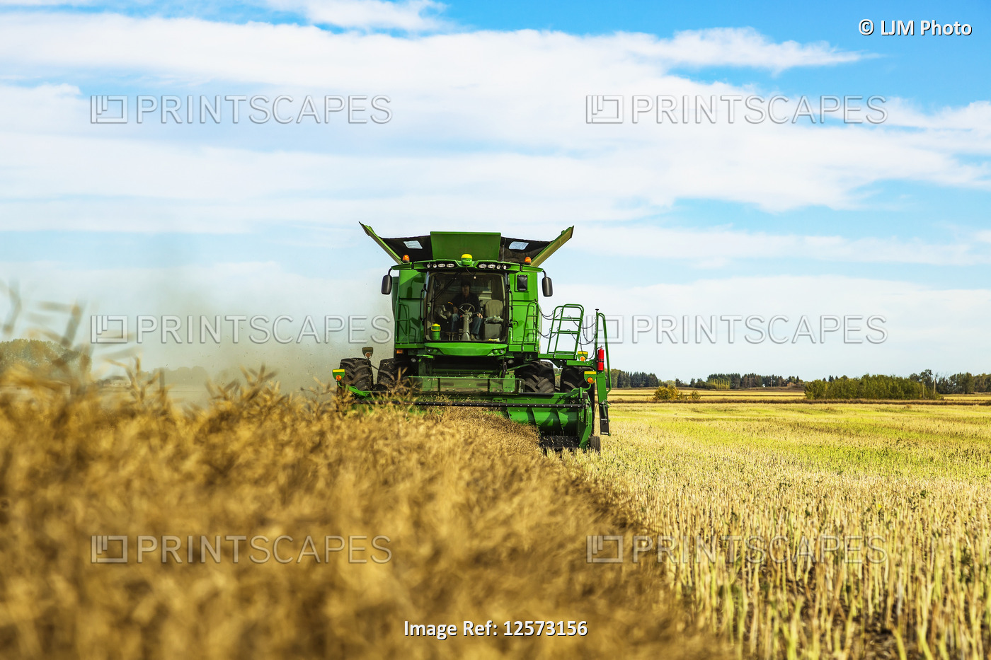 A farmer driving a combine with a nearly full load during a Canola harvest; ...