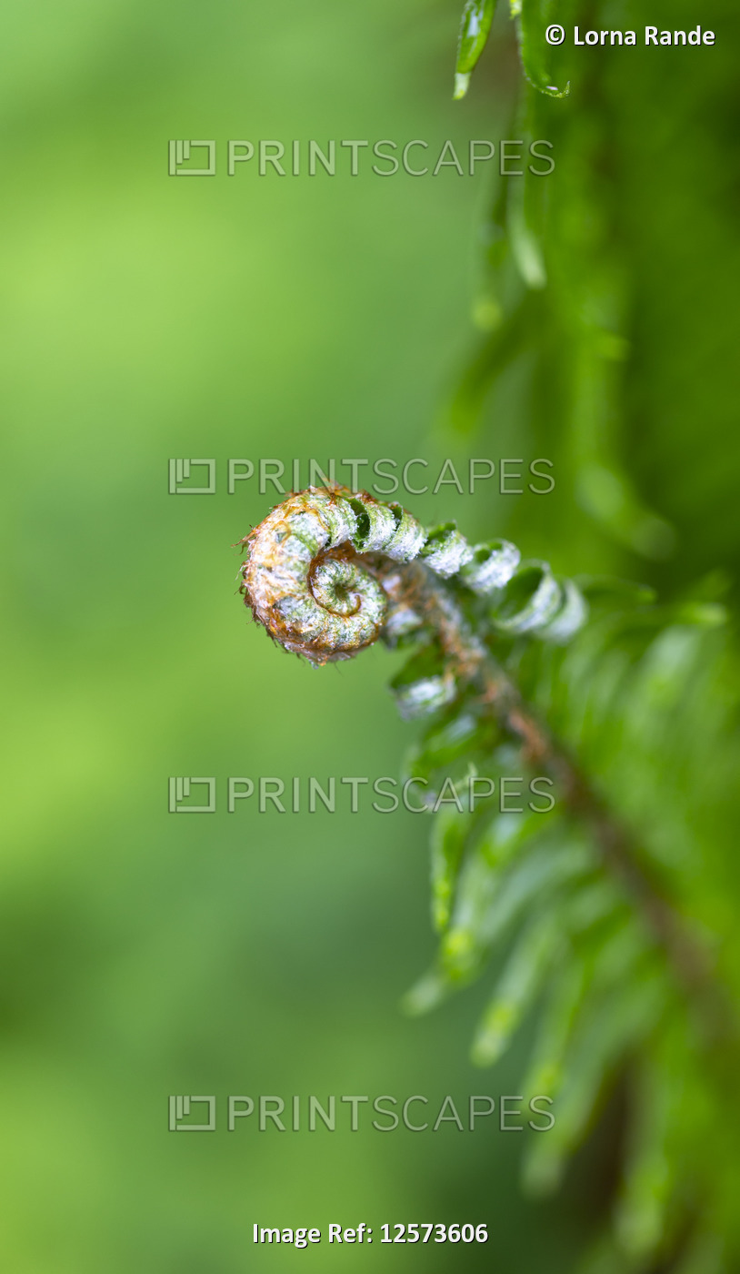 Close-up of a fern frond unfurling, Netterfield Garden; Bothell, Washington, ...