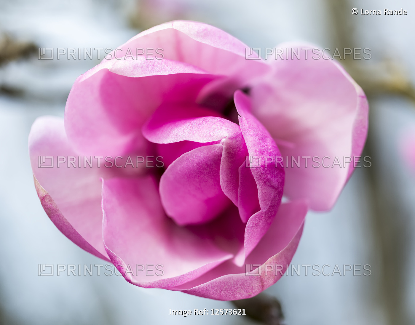 Blossoming pink rose, VanDusen Botanical Garden; Vancouver,  British Columbia, ...
