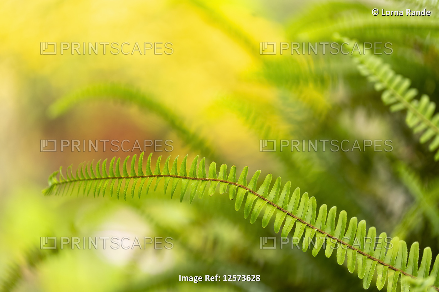 Bright green foliage on a fern frond in botanical gardens on the way up to ...