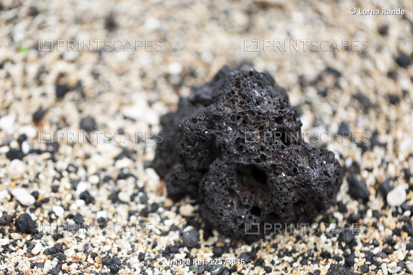 Piece of lava rock on beach; Maui, Hawaii, United States of America