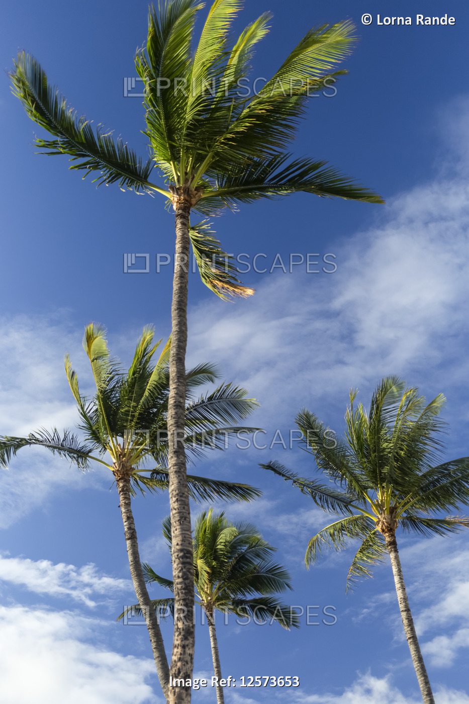 Palm trees with blue sky and cloud, Kamaole Beach Park; Kihei, Maui, Hawaii, ...