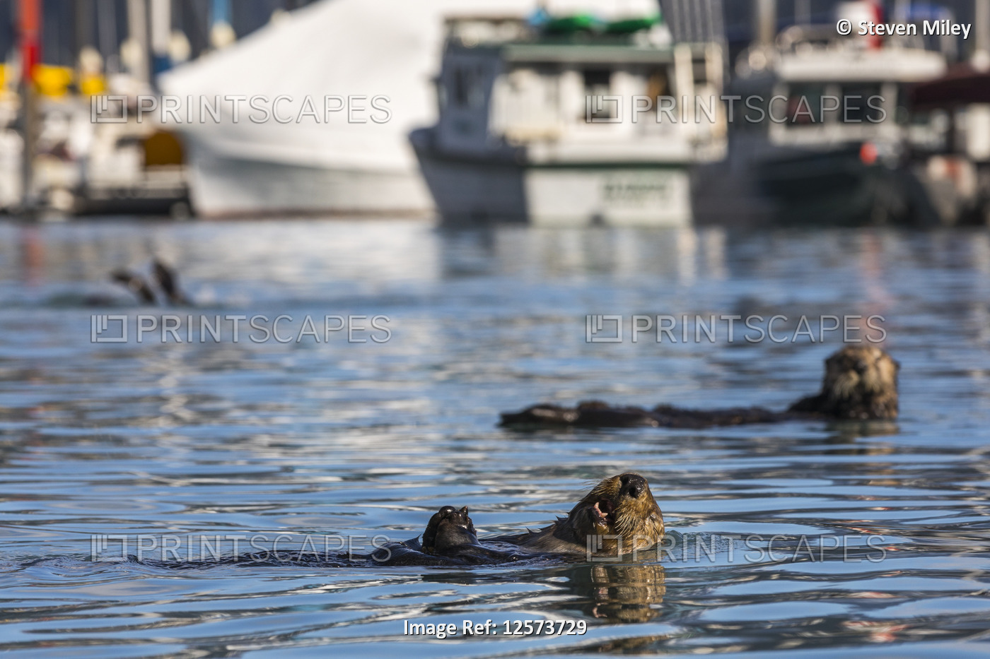 Sea otters (Enhydra lutris) swim in the Seward Boat Harbor; Seward, Alaska, ...