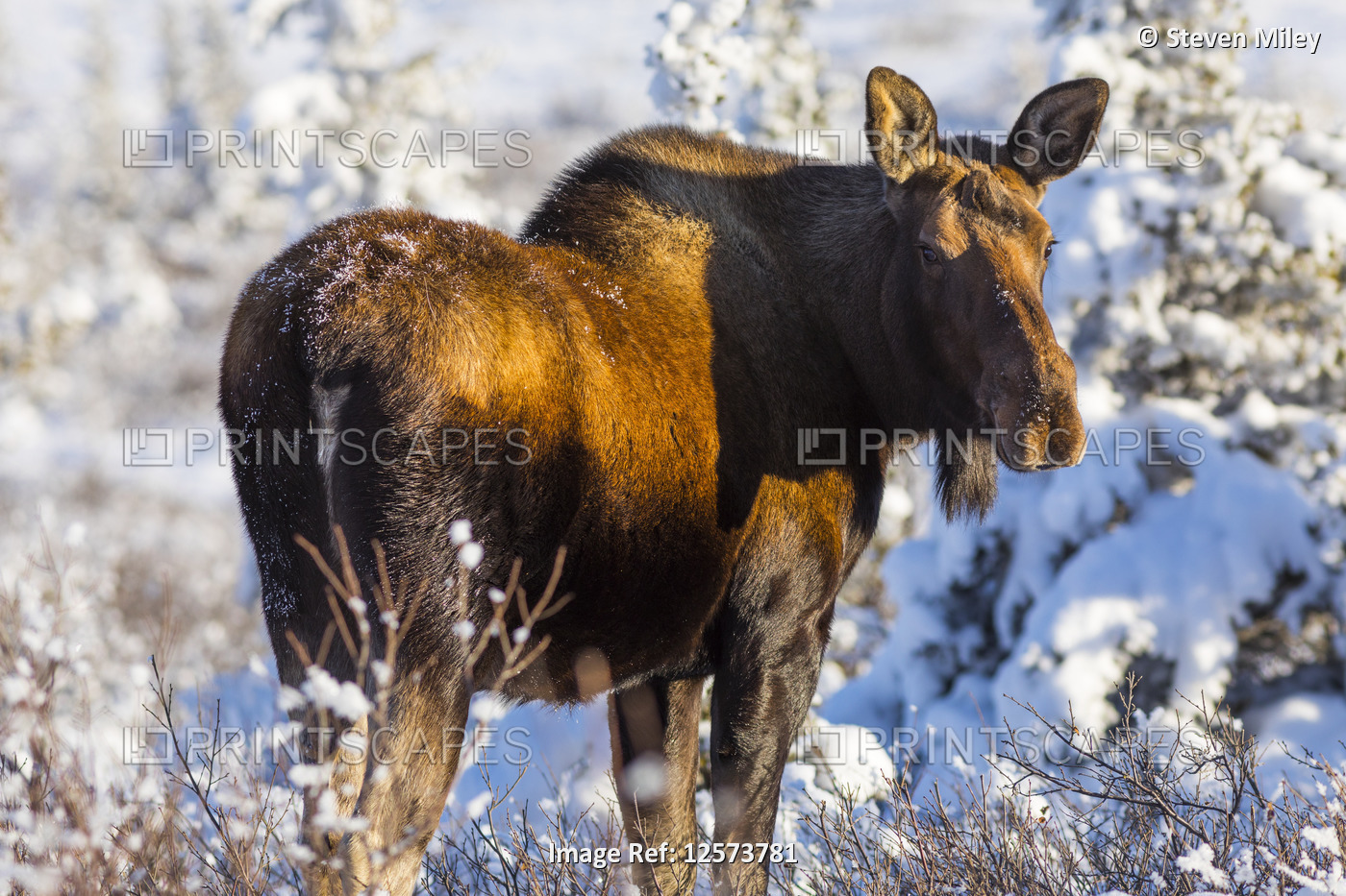 A cow moose (Alces alces) browsing after the first significant snowfall of ...