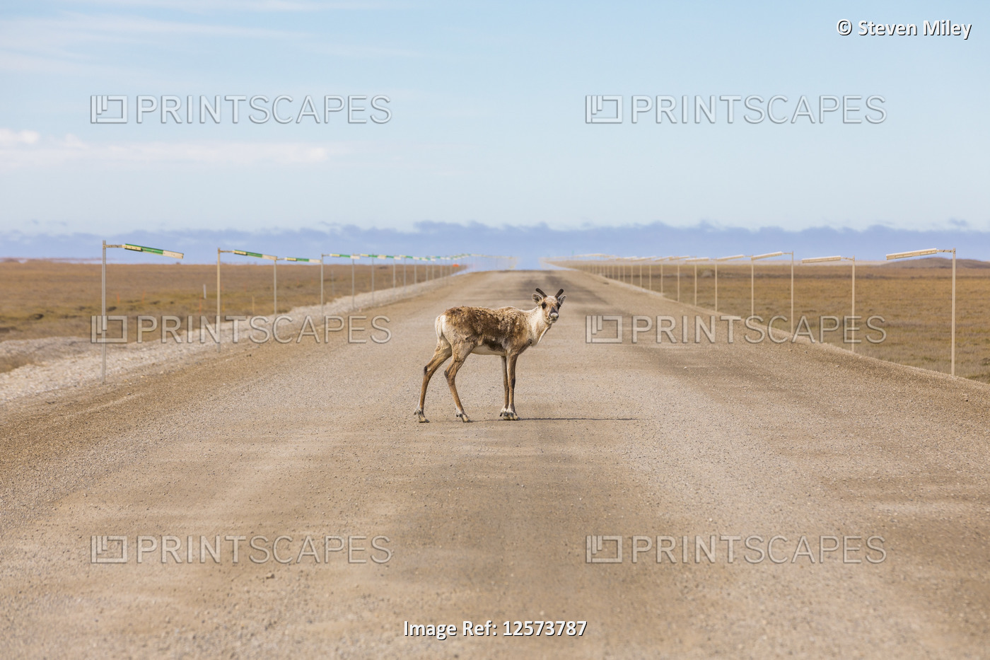A lone caribou (Rangifer tarandus) stands in the Dalton Highway; Alaska, United ...