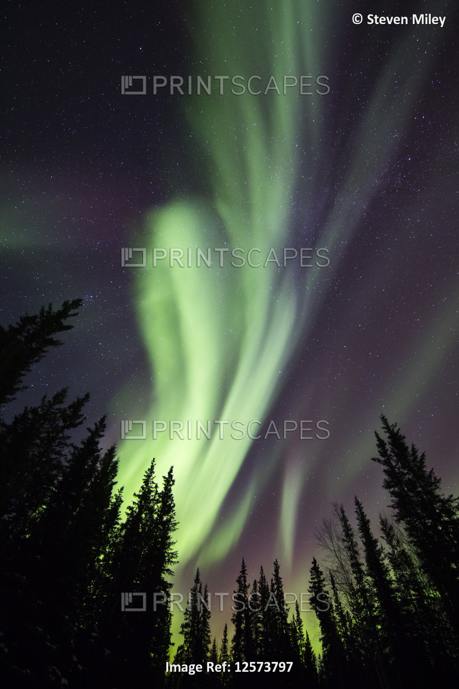 Aurora borealis over silhouetted trees at the Clearwater State Recreation Site ...
