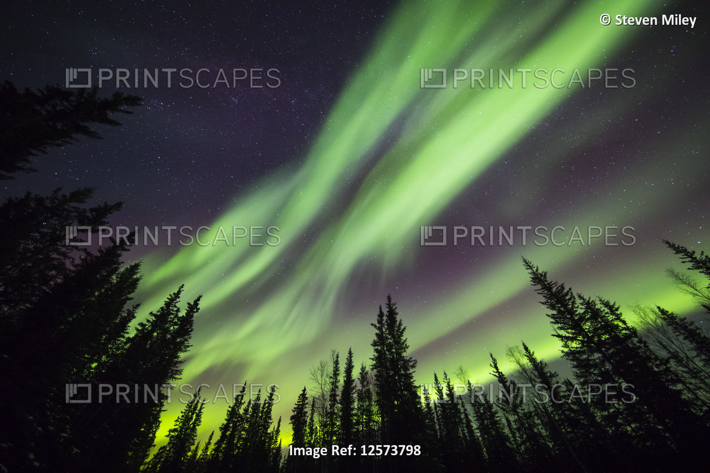 Aurora borealis over silhouetted trees at the Clearwater State Recreation Site ...