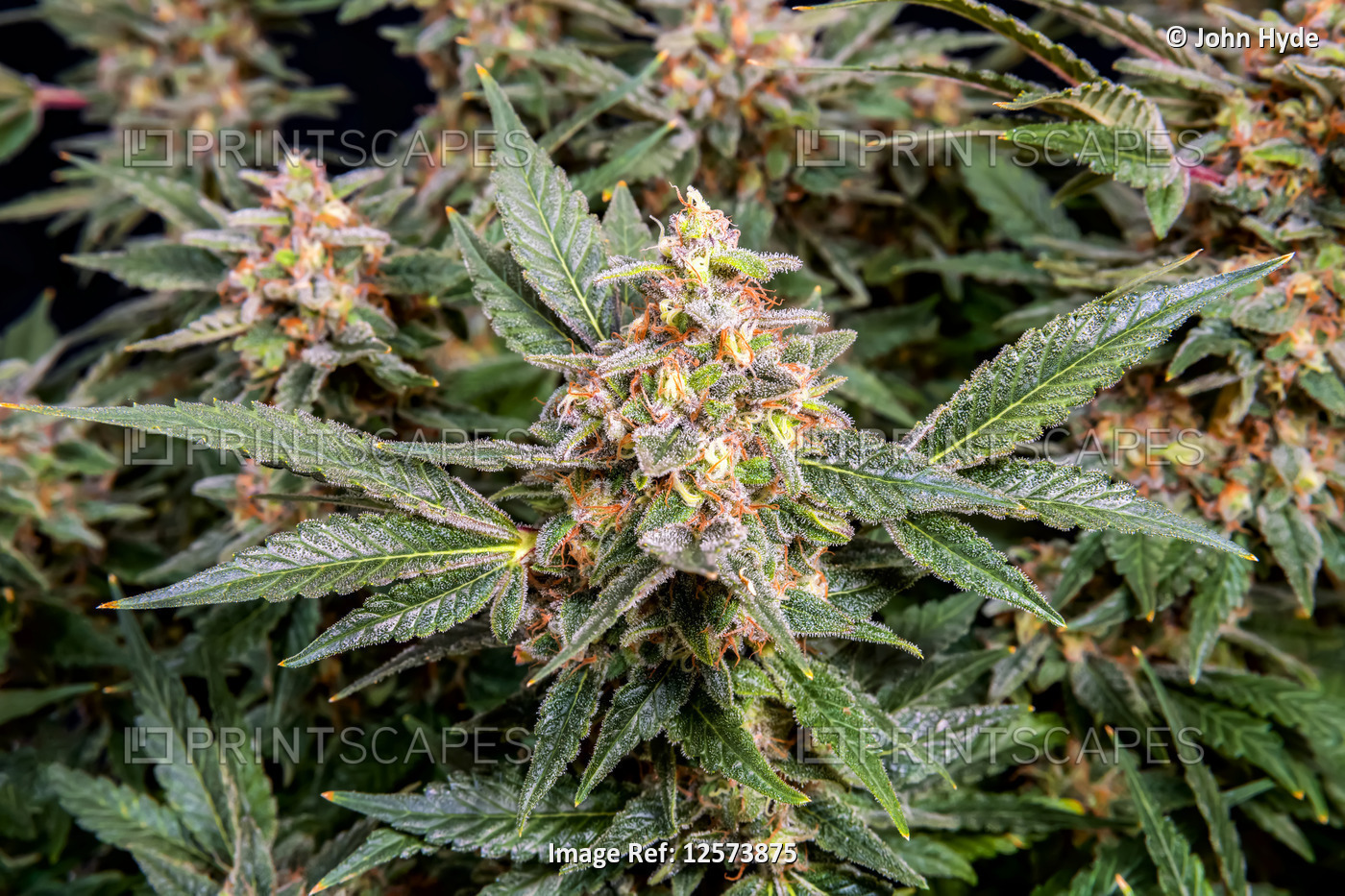 Cannabis plant in late flowering stage; Cave Junction, Oregon, United States of ...