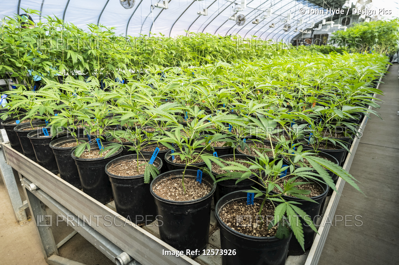 Young cannabis plants growing in a greenhouse under natural and artificial ...