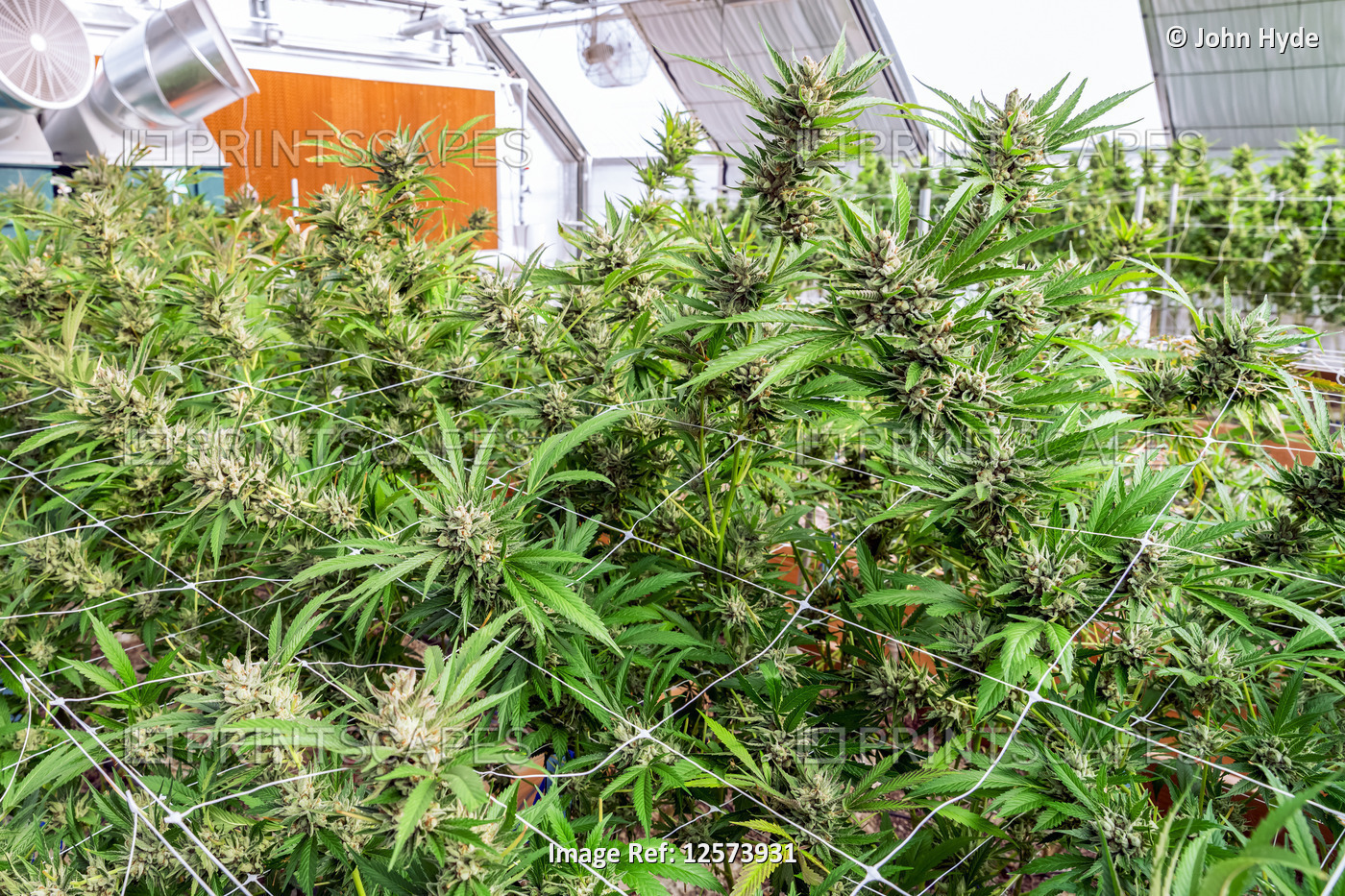 Cannabis plants in flowering stage growing indoors under artificial lighting; ...