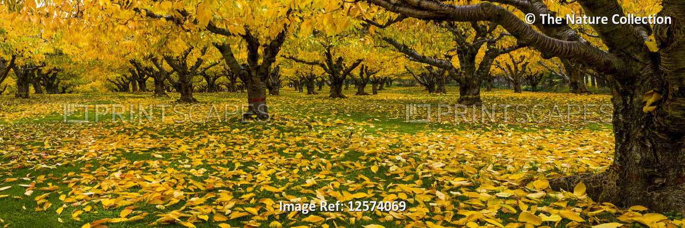 Cherry tree orchard in autumn, Okanagan Valley; British Columbia, Canada