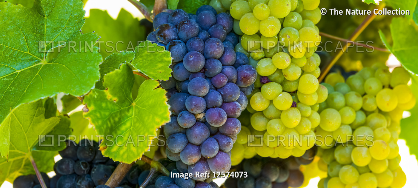 Clusters of purple and green grapes hanging from a vine; British Columbia, ...