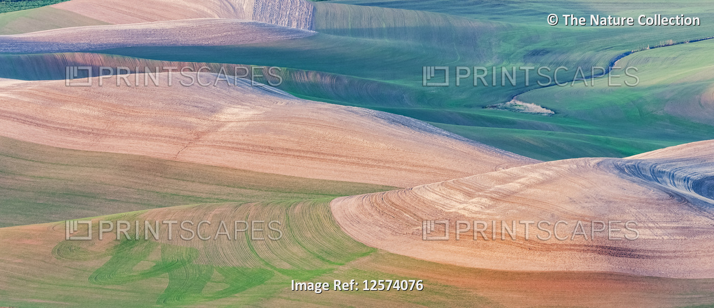 Rolling hills of farmland, Palouse, Eastern Washington; Washington, United ...