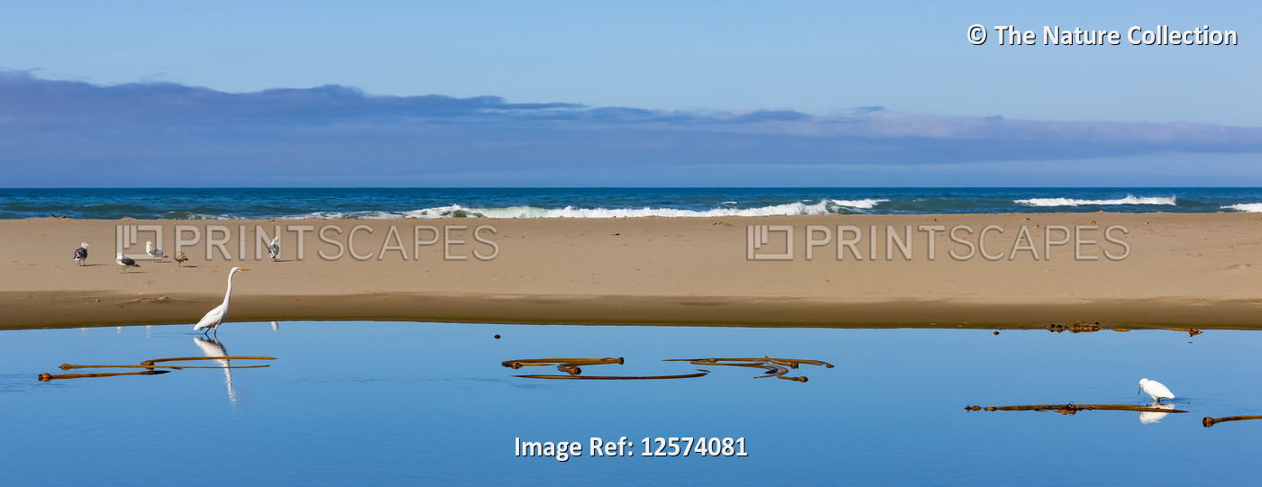 Bright blue water and a sand bar with birds along the Oregon coast; Oregon, ...