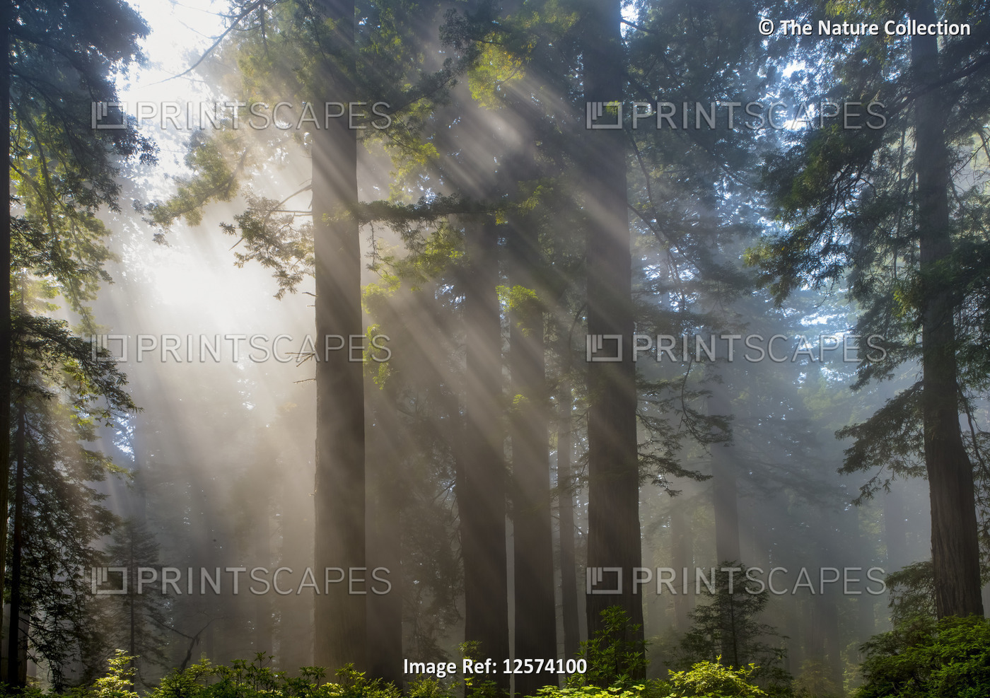 Sun rays through the misty air in a forest; California, United States of America
