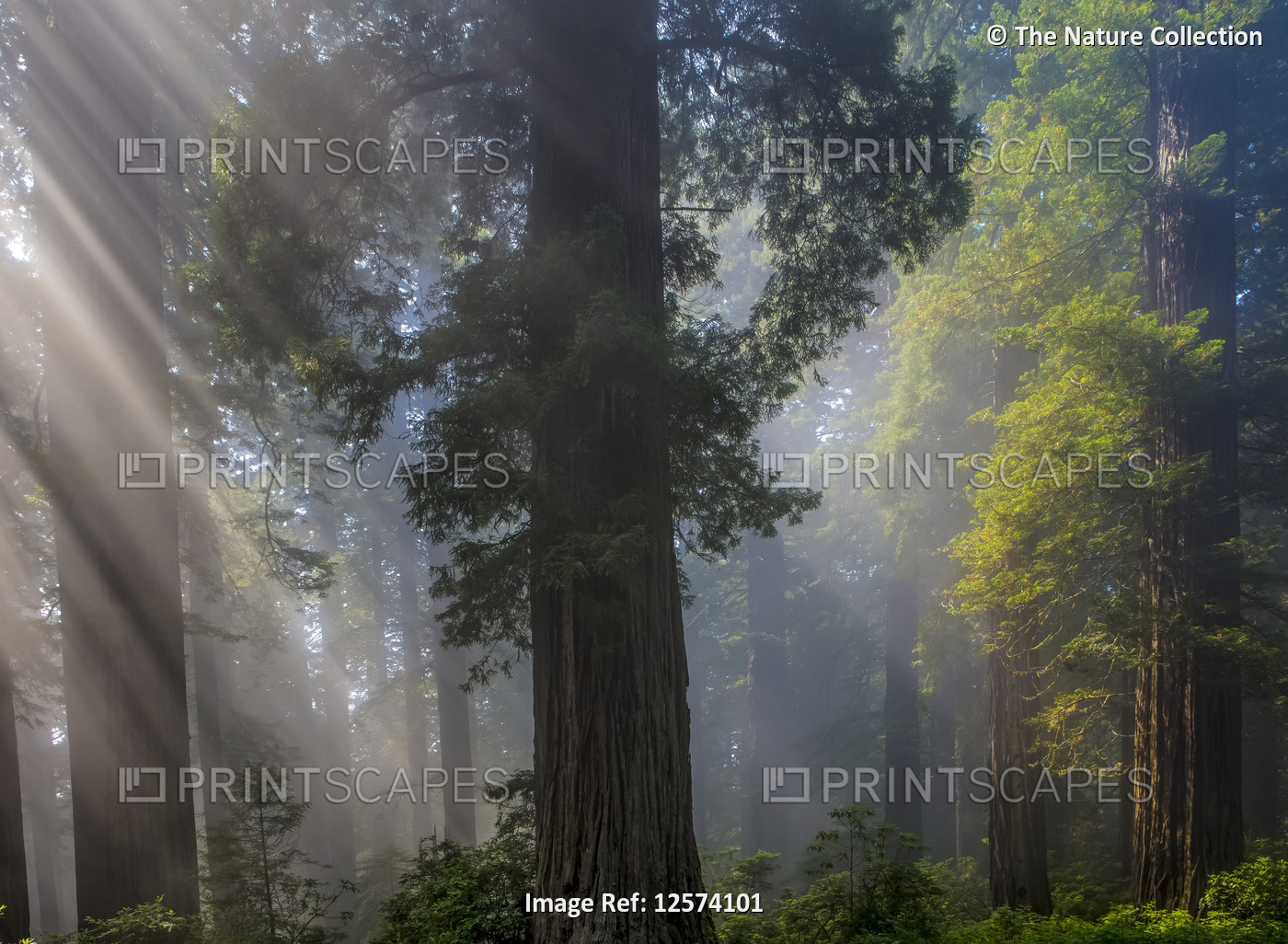 Sun rays through the misty air in a forest; California, United States of America
