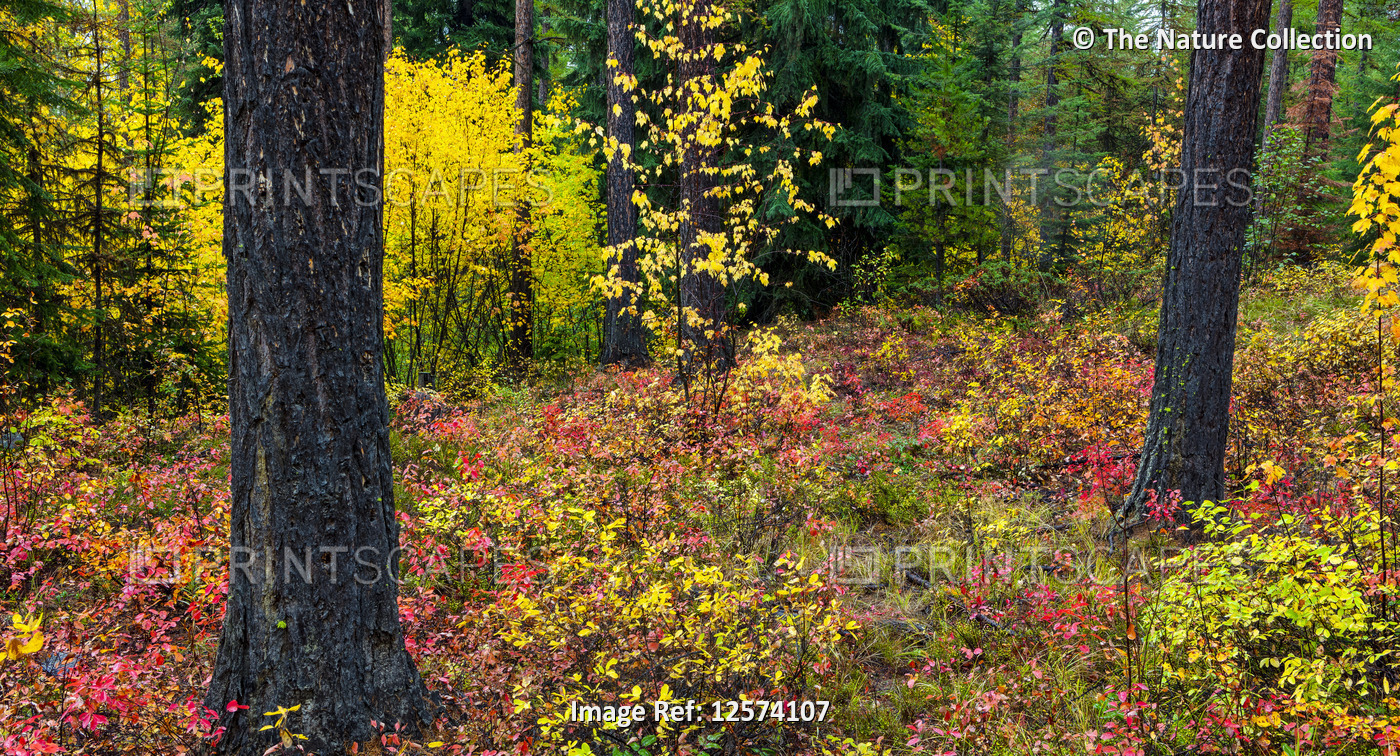 Forest floor in bright autumn coloured foliage, Okanagan Valley; British ...