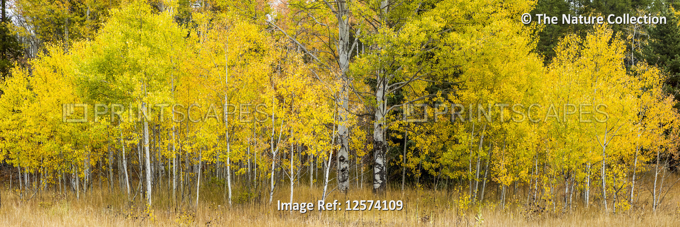 Golden foliage on trees in the Cascade mountains in autumn; Kelowna, British ...