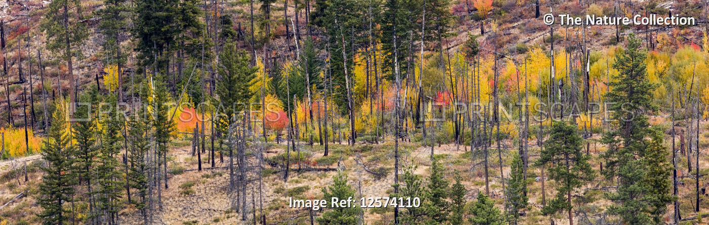 Colourful foliage on trees in the Cascade mountains in autumn; Kelowna, British ...