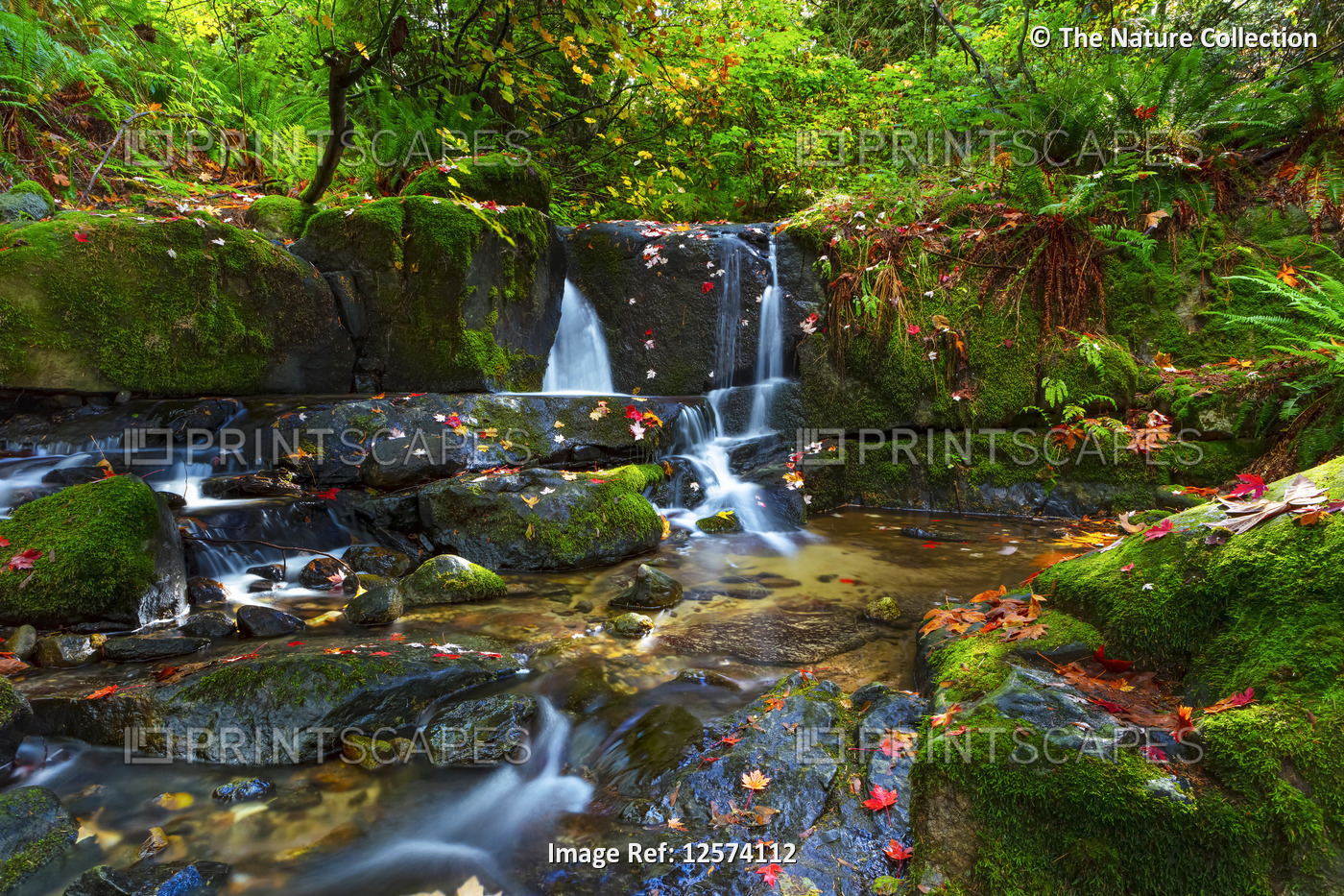 Cascading waterfalls in Anderson creek with lush foliage; Maple Ridge, British ...