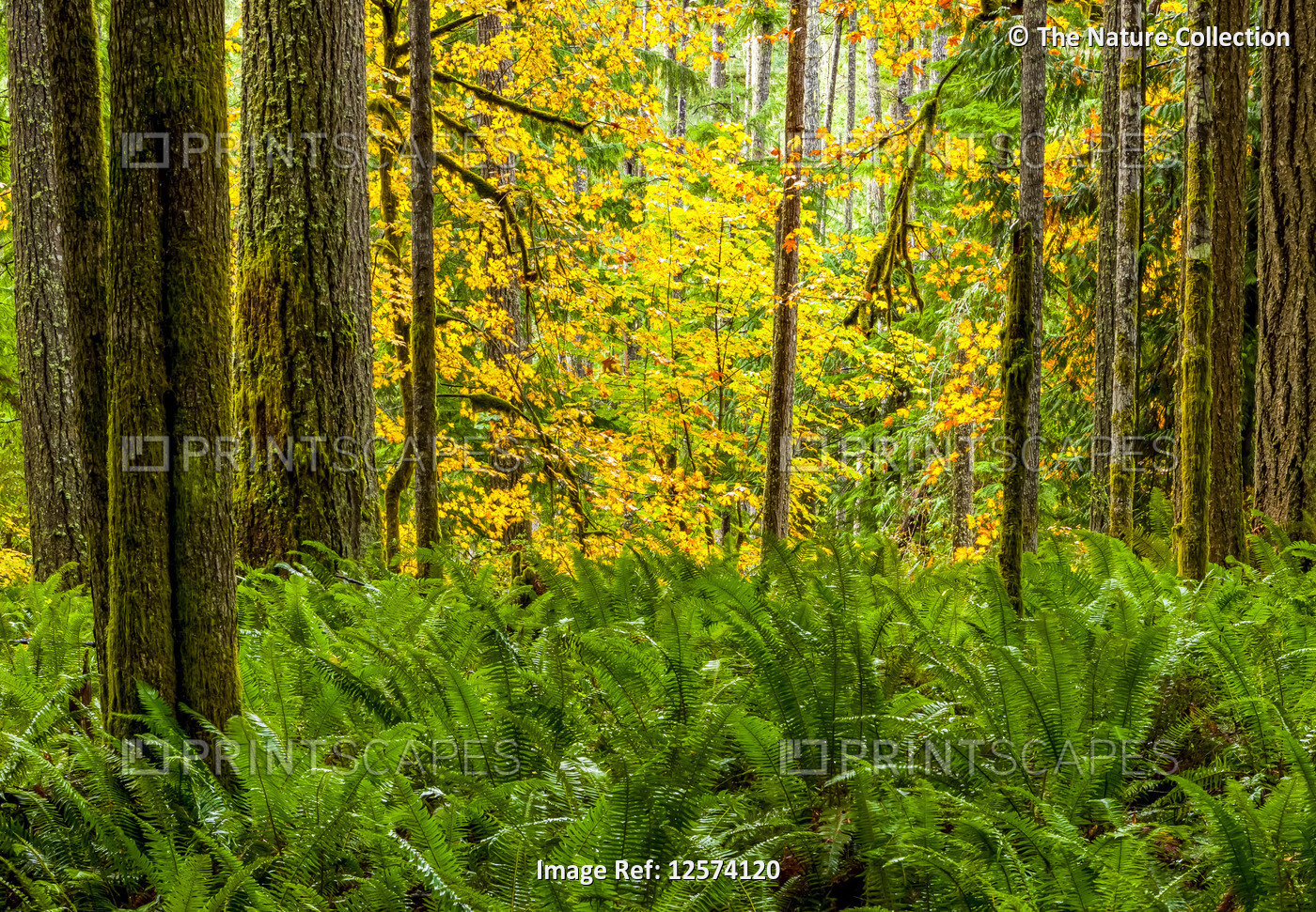Autumn coloured foliage in a rainforest with ferns growing in the understory; ...