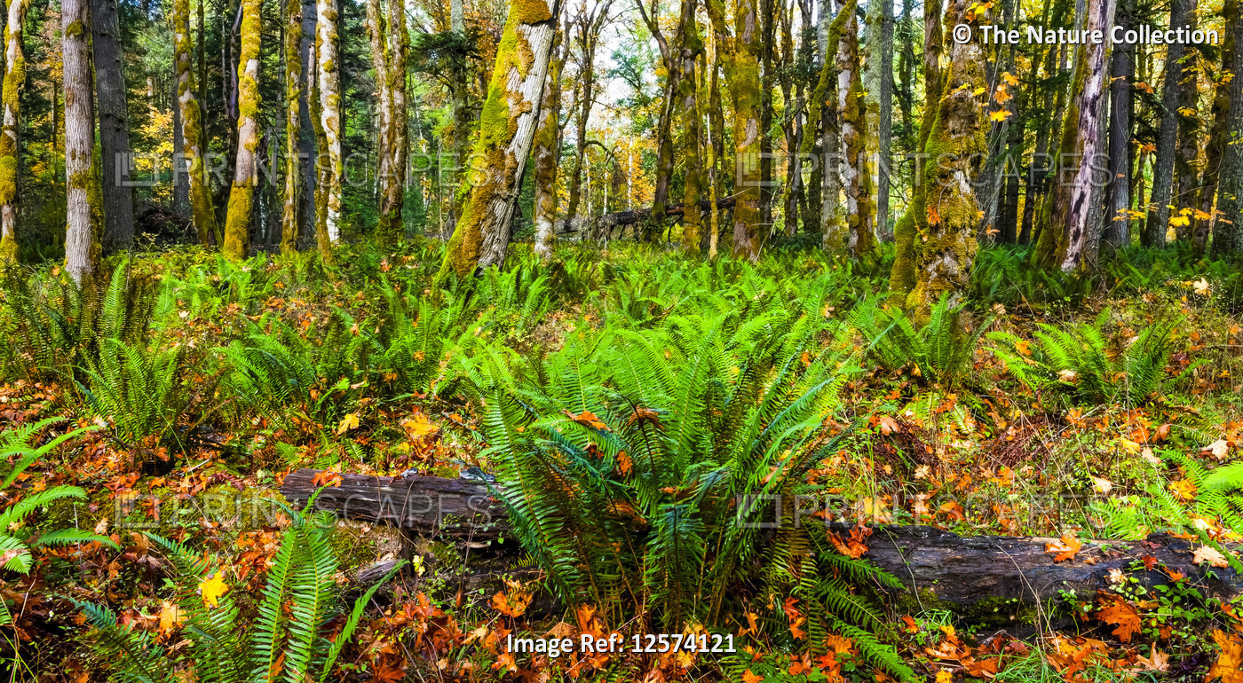 Forest floor in bright autumn coloured foliage; Oregon, United States of America