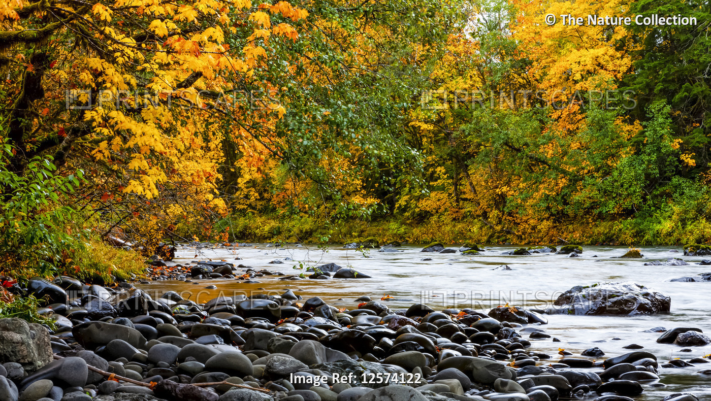 Autumn colours along a tranquil creek; Oregon, United States of America