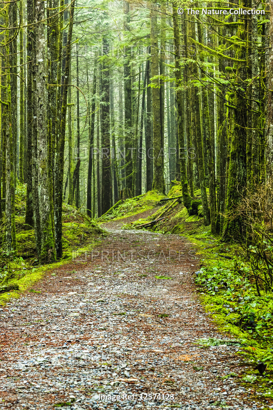 Moss-covered forest and trail, Golden Ears Provincial Park; British Columbia, ...