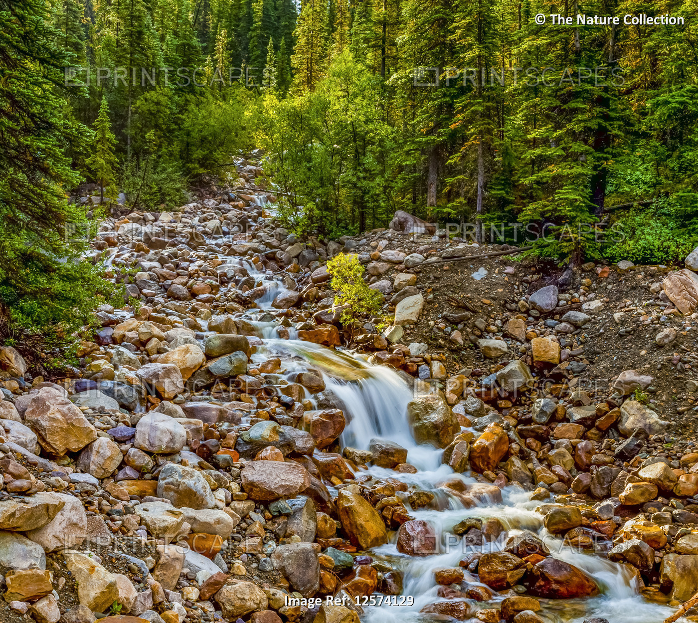 Stream flowing over rocks in a forest; Alberta, Canada