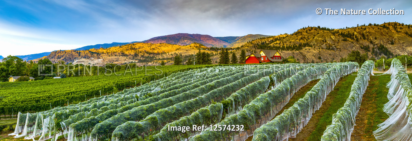 Vineyard and Cascade Mountains at dusk, vines covered with plastic, Okanagan ...