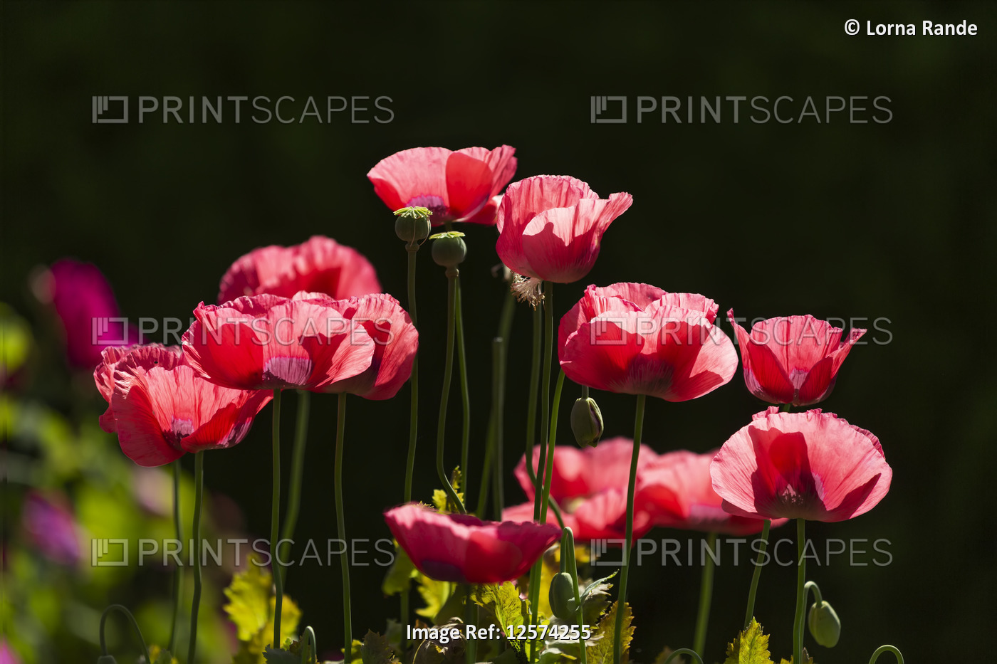 Blossoming red poppies, VanDusen Botanical Garden; Vancouver, British Columbia, ...