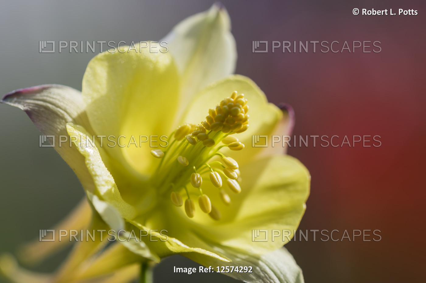 An Intimate columbine (Aquilegia) spreads its anthers in an Oregon flower ...