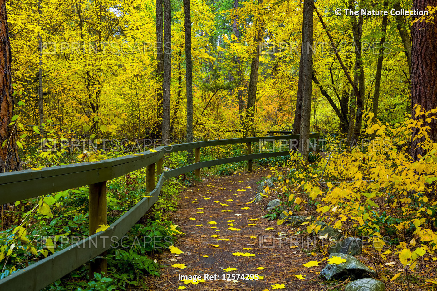 Walking trail through a forest with bright, golden foliage in autumn; Kelowna, ...