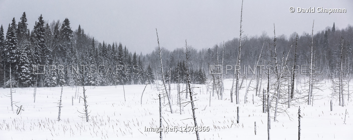 Field of snow in a forest during a winter storm; Mont Saint Saveur, Quebec, ...