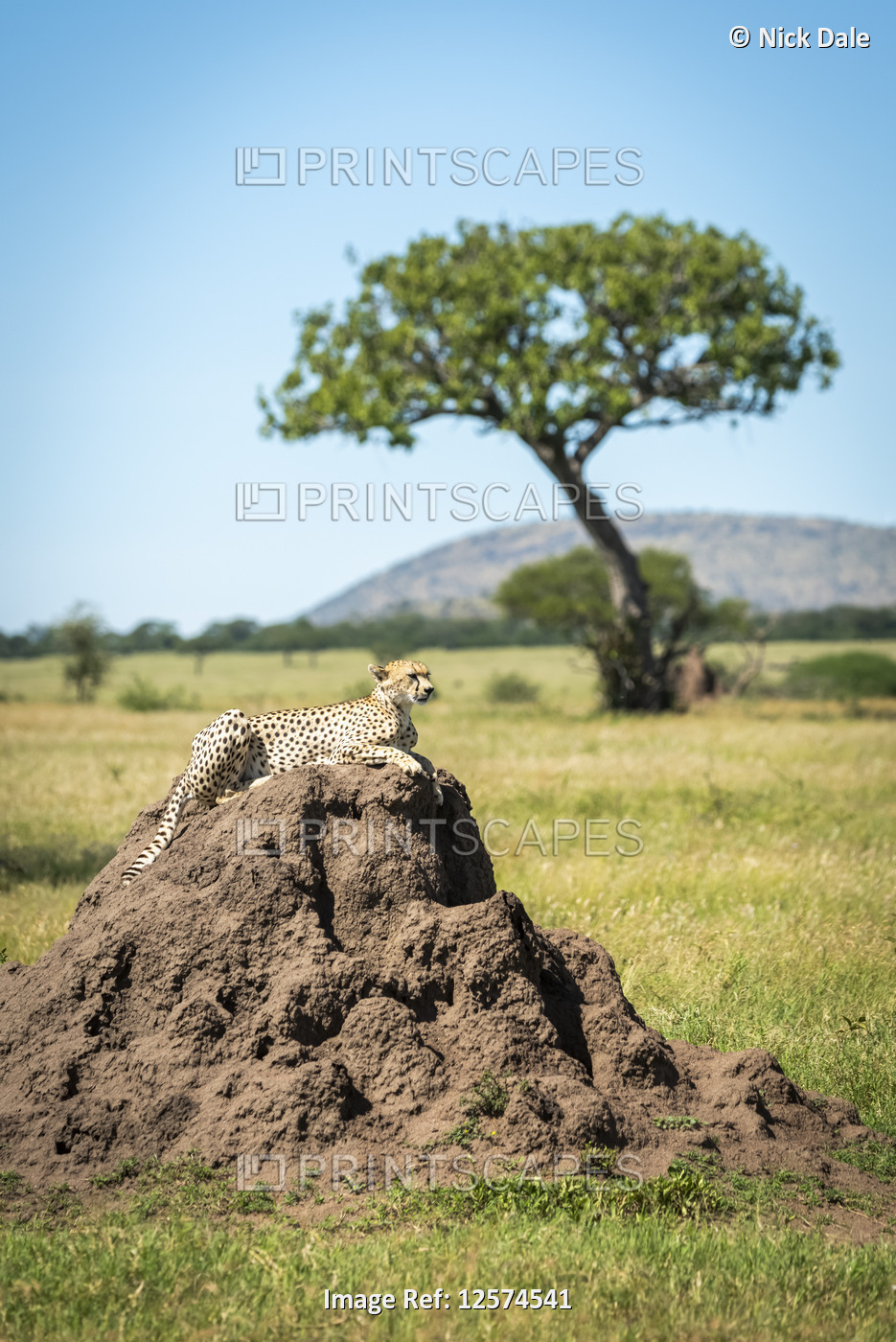 Cheetah (Acinonyx jubatus) lies on termite mound with tree behind, Grumeti ...