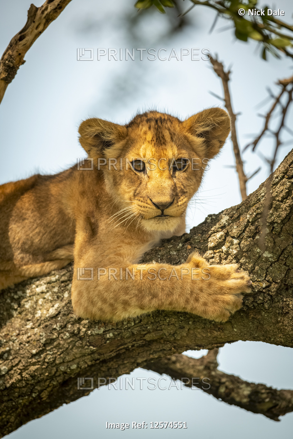 Close-up of lion (Panthera leo) cub in lichen-covered tree, Grumeti Serengeti ...