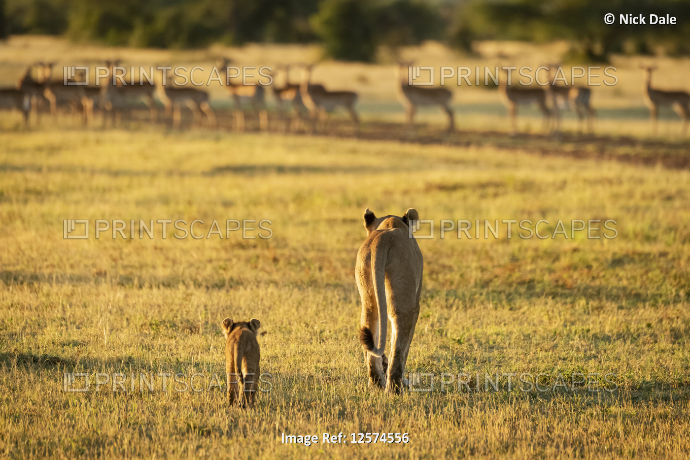 Impala (Aepyceros melampus) harem watches lioness and cub (Panthera leo) ...