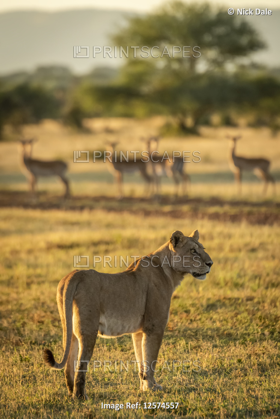 Impala (Aepyceros melampus) harem watches lioness (Panthera leo) standing on ...