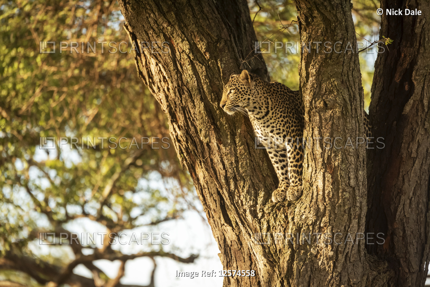 Leopard (Panthera pardus) looking out from fork of tree, Grumeti Serengeti ...