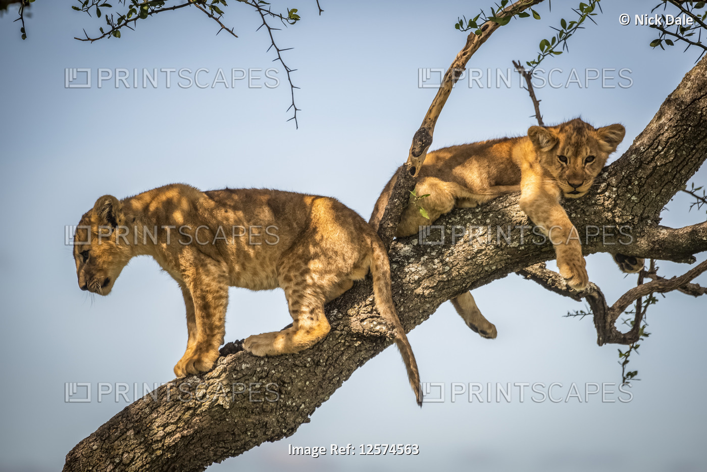 Lion cubs (Panthera Leo) sit and lie on branch, Grumeti Serengeti Tented Camp, ...