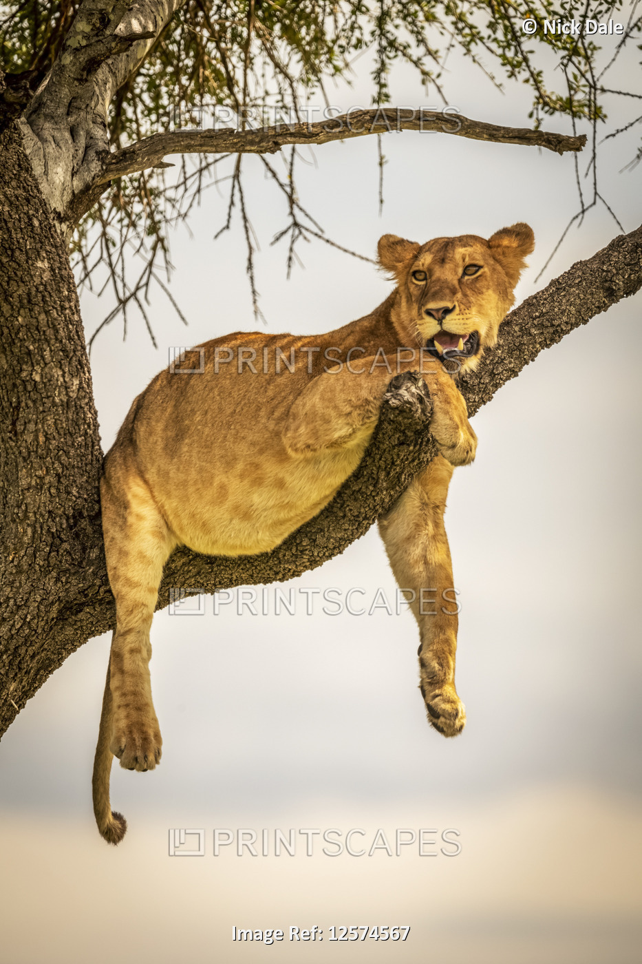 Lioness (Panthera leo) lies on branch with legs dangling, Grumeti Serengeti ...