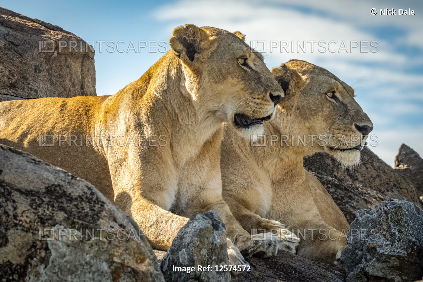 Lionesses (Panthera leo) lie mirroring each other on rock, Cottar's1920s Safari ...