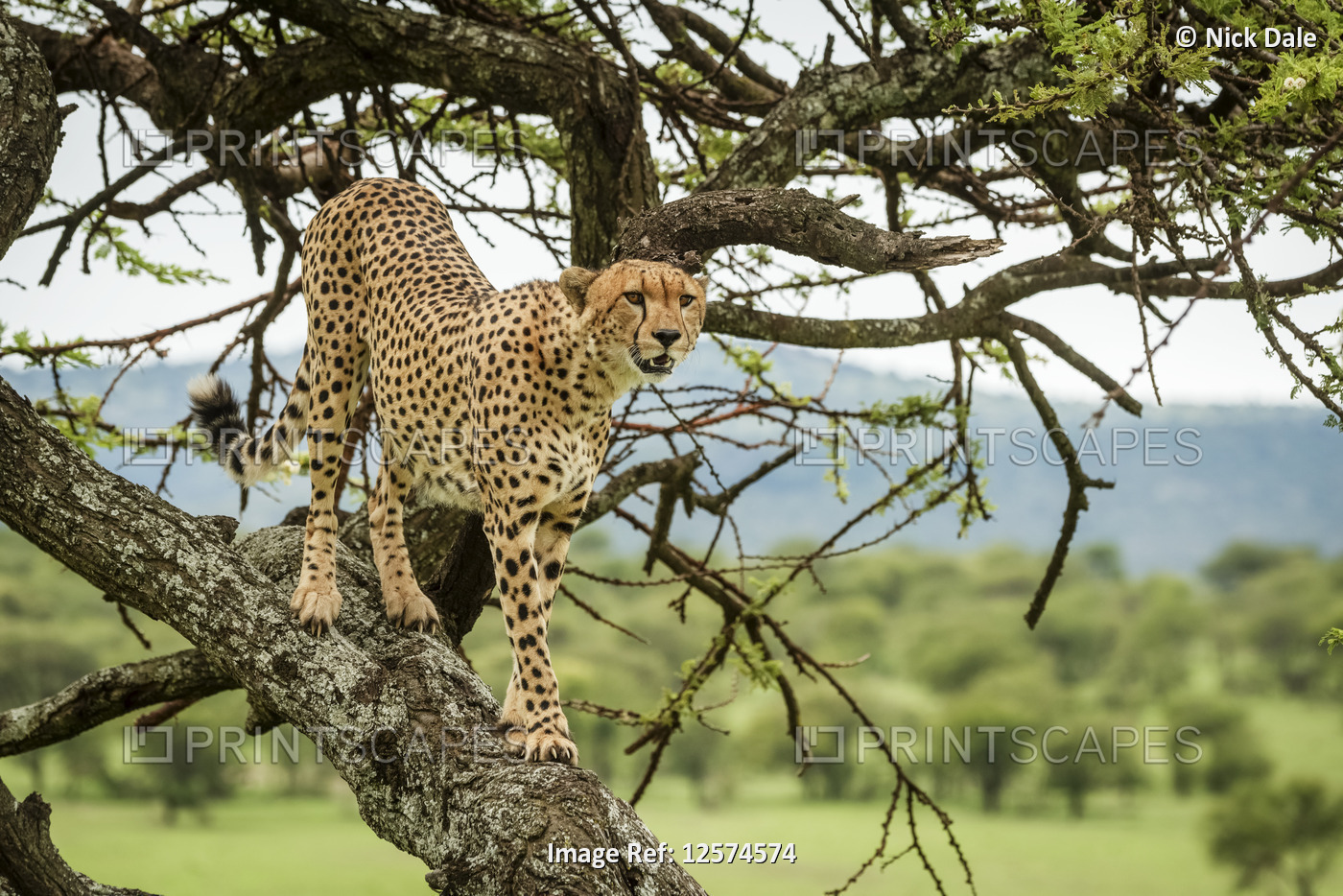 Male cheetah (Acinonyx jubatus) stands on tree trunk looking right, Klein's ...