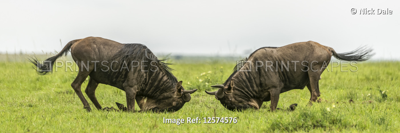 Panorama of two male blue wildebeest (Connochaetes taurinus) fighting, Cottar's ...