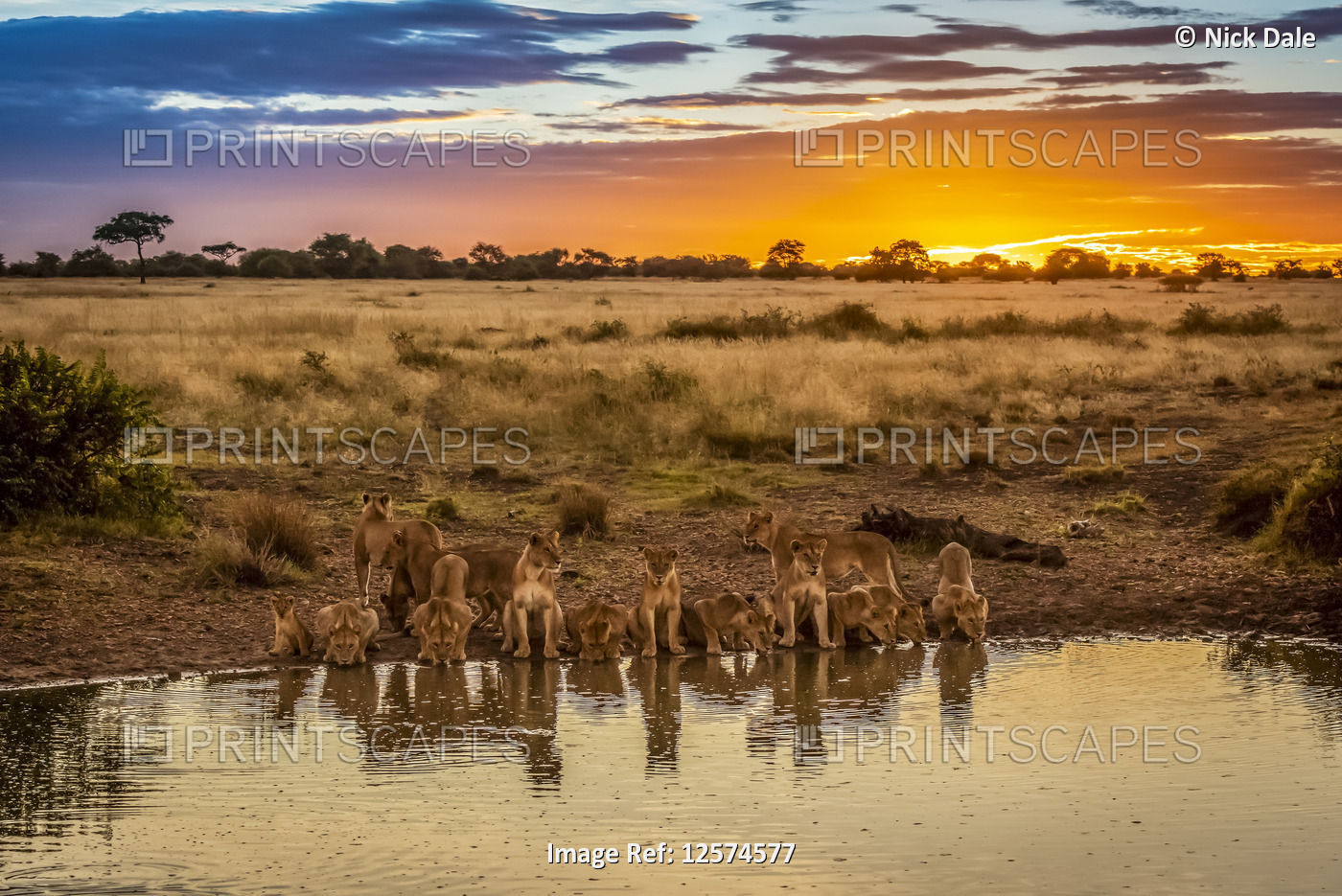 Pride of lions (Panthera leo) lie drinking from pond, Grumeti Serengeti Tented ...