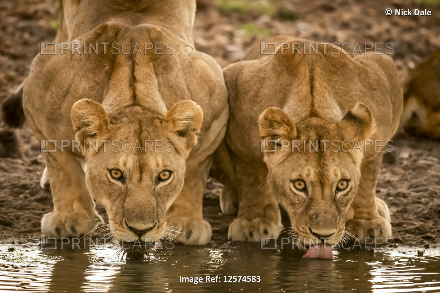 Two lionesses (Panthera leo) lie drinking from water hole, Grumeti Serengeti ...