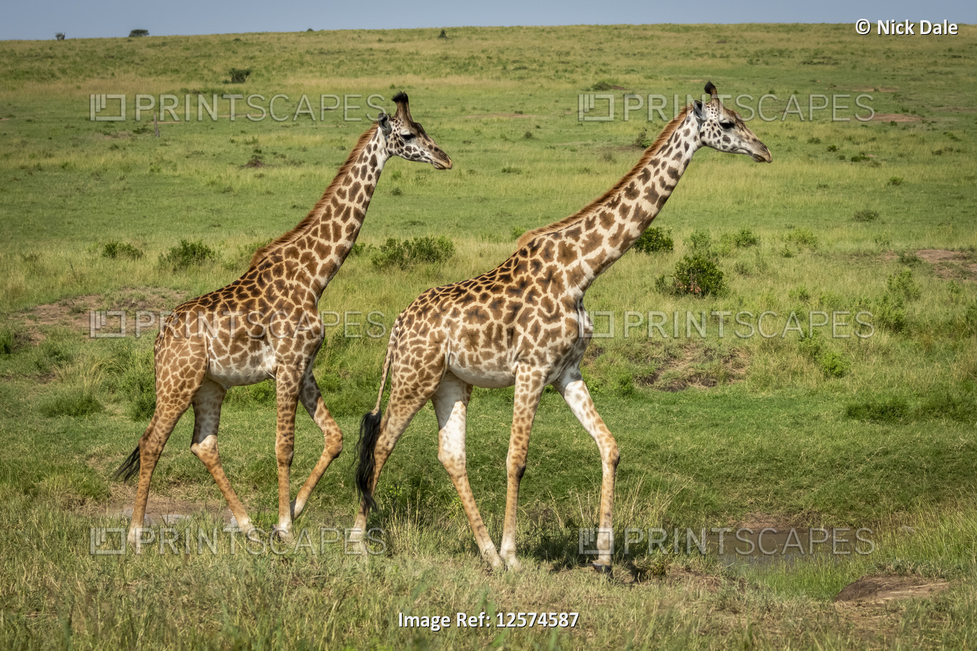 Two Masai giraffe (Giraffa camelopardalis tippelskirchii) cross savannah in ...