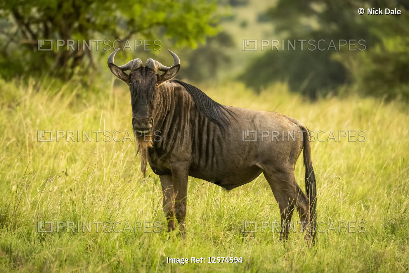 Blue wildebeest (Connochaetes taurinus) stands watching camera in grass, ...