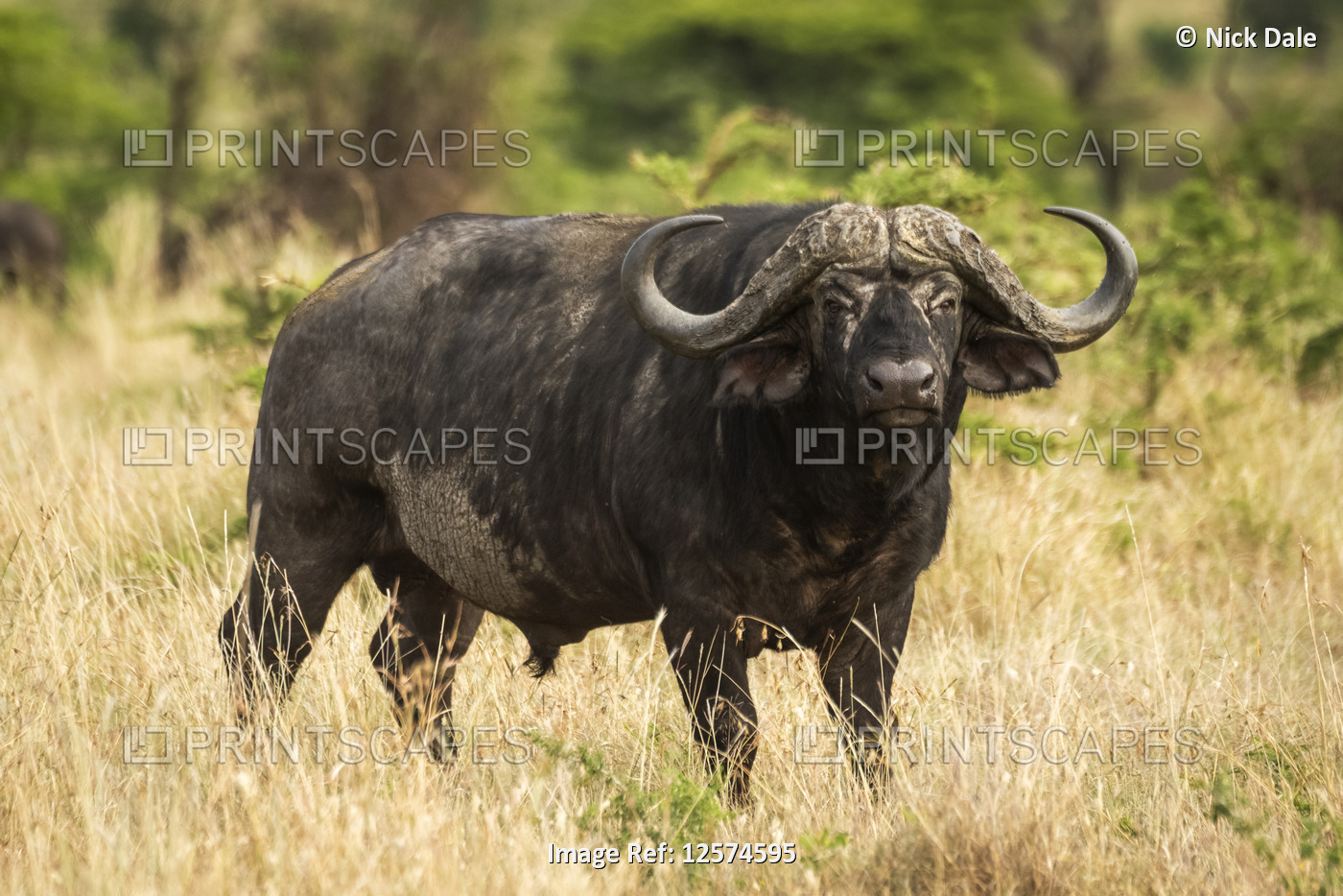 Cape buffalo (Syncerus caffer) stands in grass eyeing camera, Cottar's 1920s ...