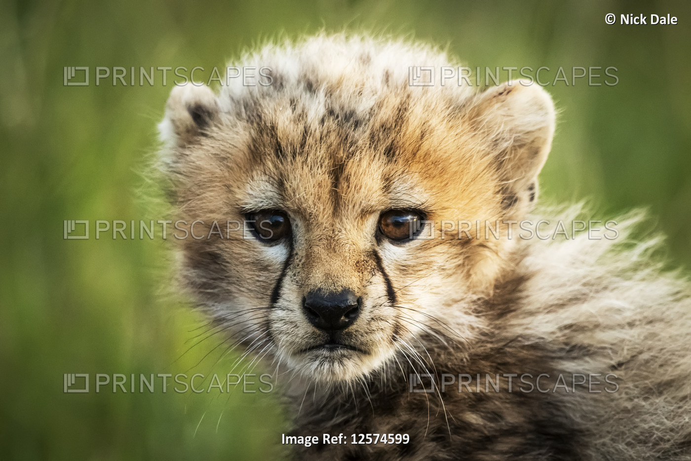 Cheetah cub (Acinonyx jubatus) sitting watching camera, Grumeti Serengeti ...